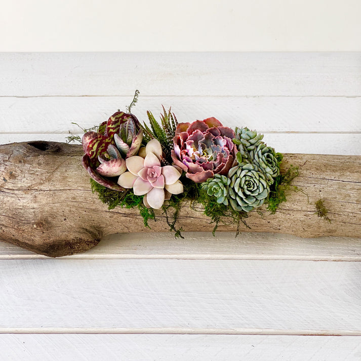 Natural Driftwood Planter-Succulent - Arrangement-The Succulent Source