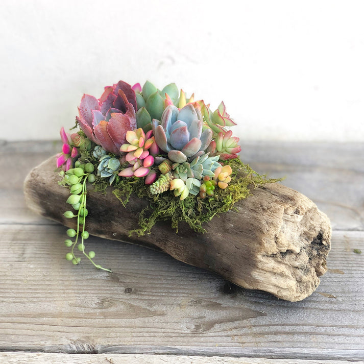 Natural Driftwood Planter-Succulent - Arrangement-The Succulent Source