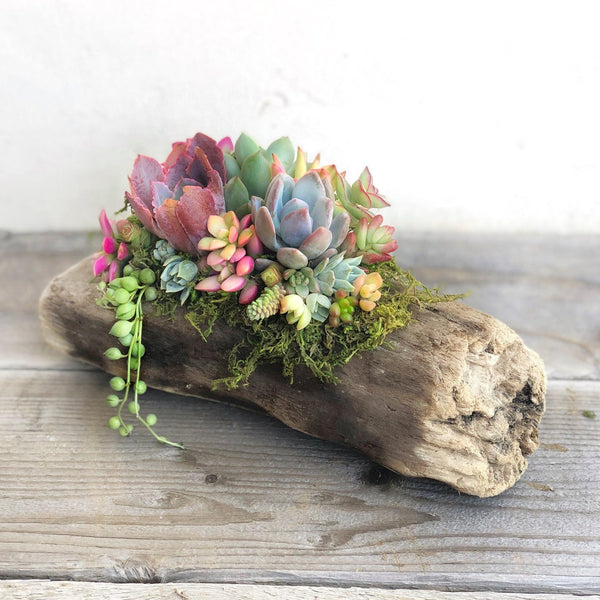 succulents on driftwood ideas Succulent Arrangement