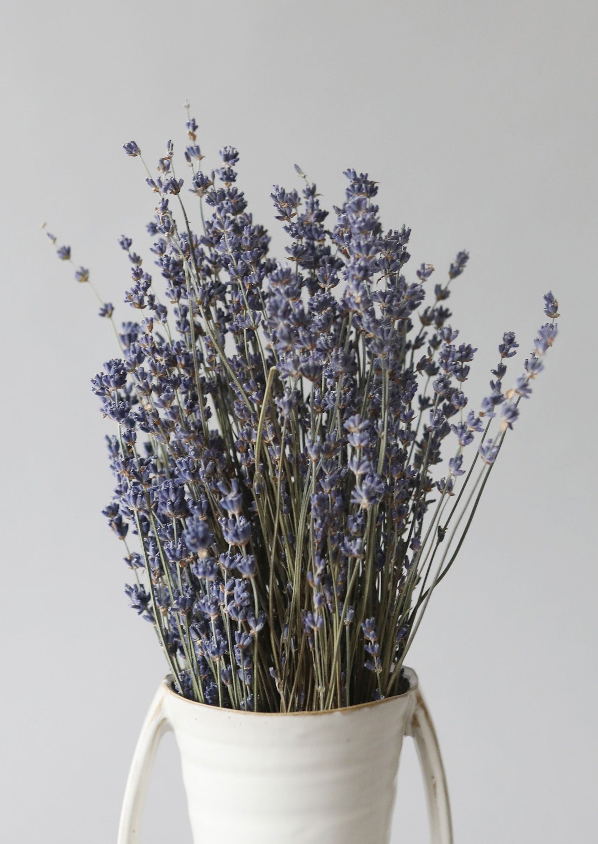 Natural Fragrant Dried Lavender Bundle - 6-14"-Naturals-The Succulent Source