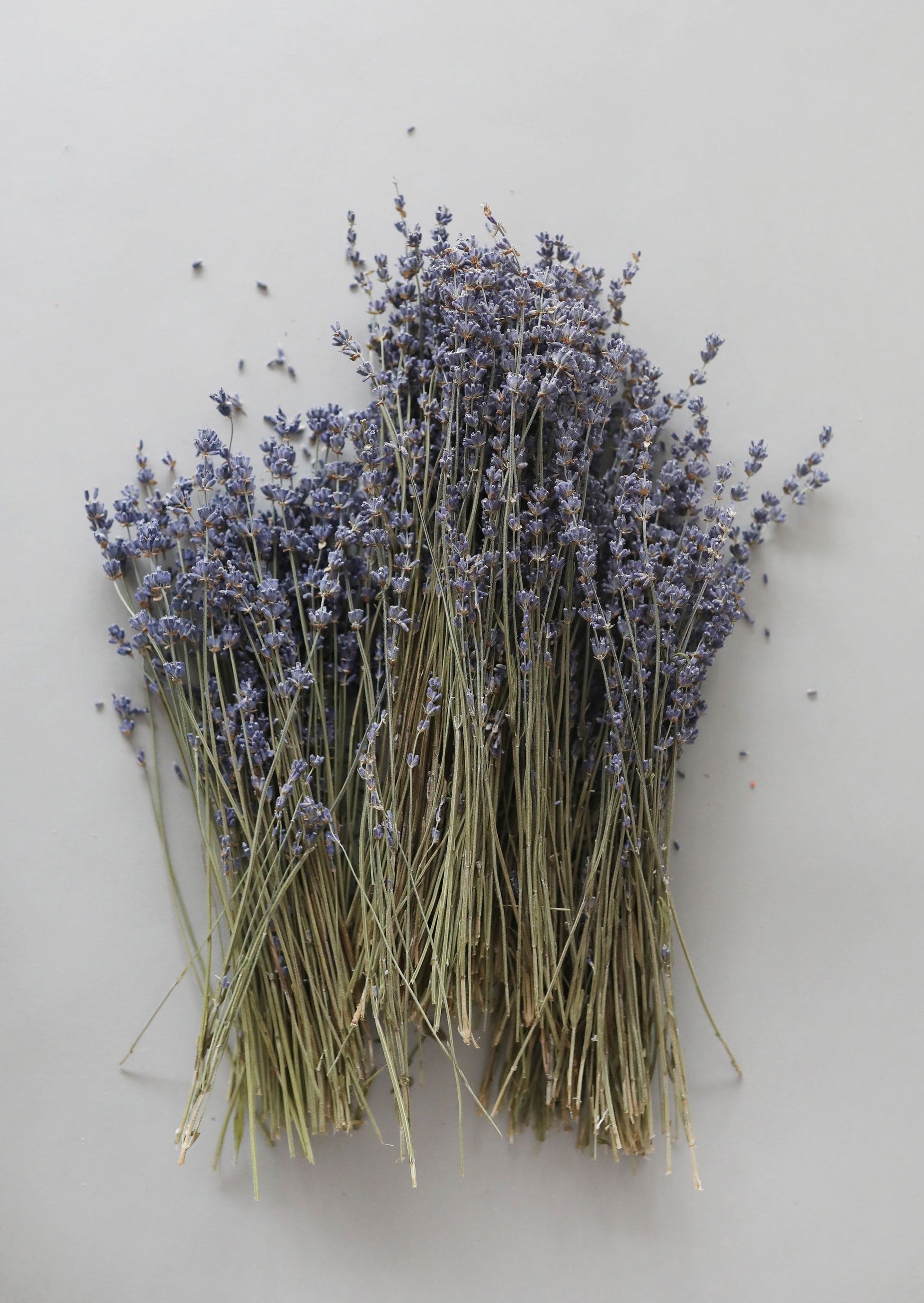 Natural Fragrant Dried Lavender Bundle - 6-14"-Naturals-The Succulent Source