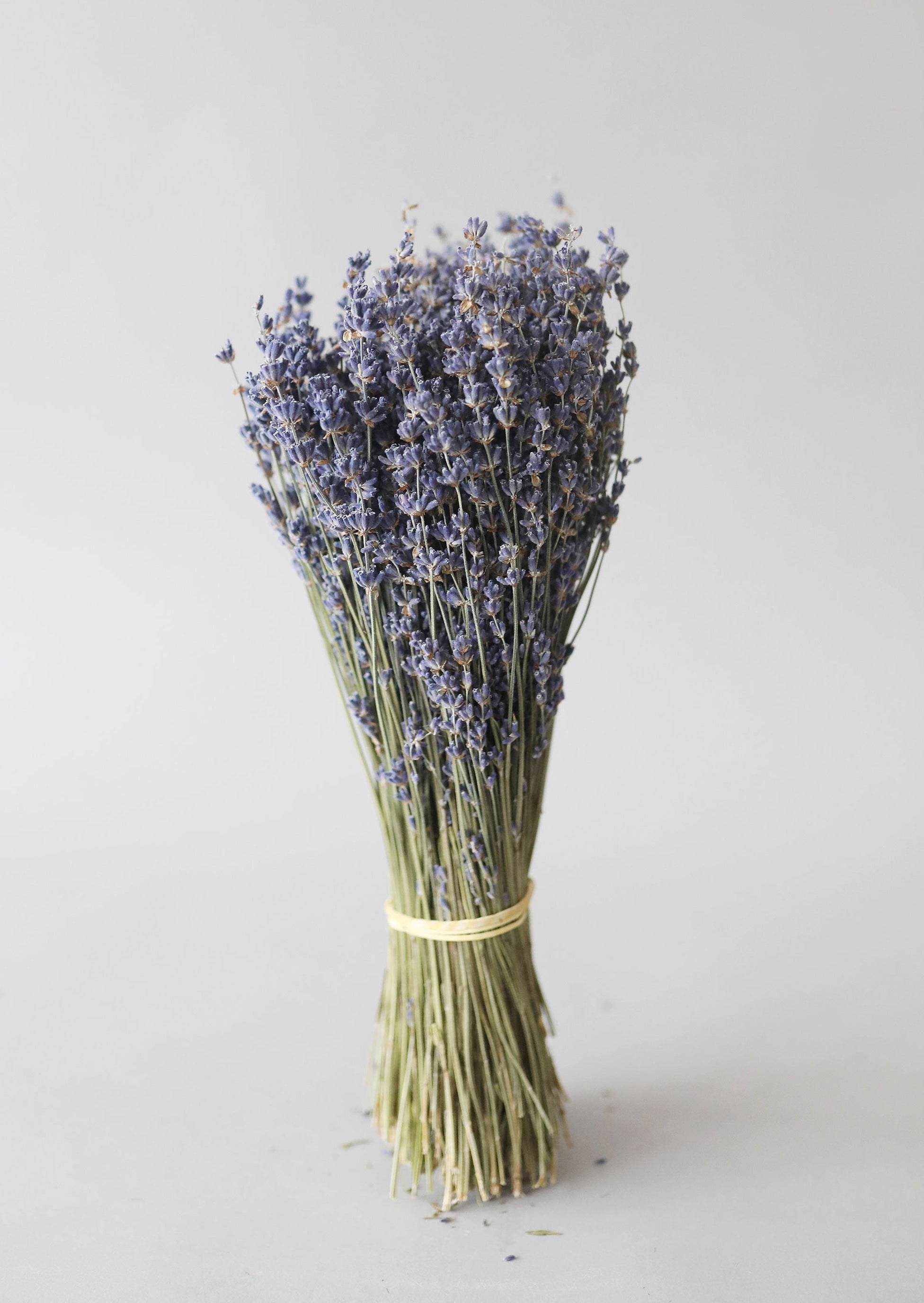 Natural Fragrant Dried Lavender Bundle - 6-14"-Naturals-The Succulent Source