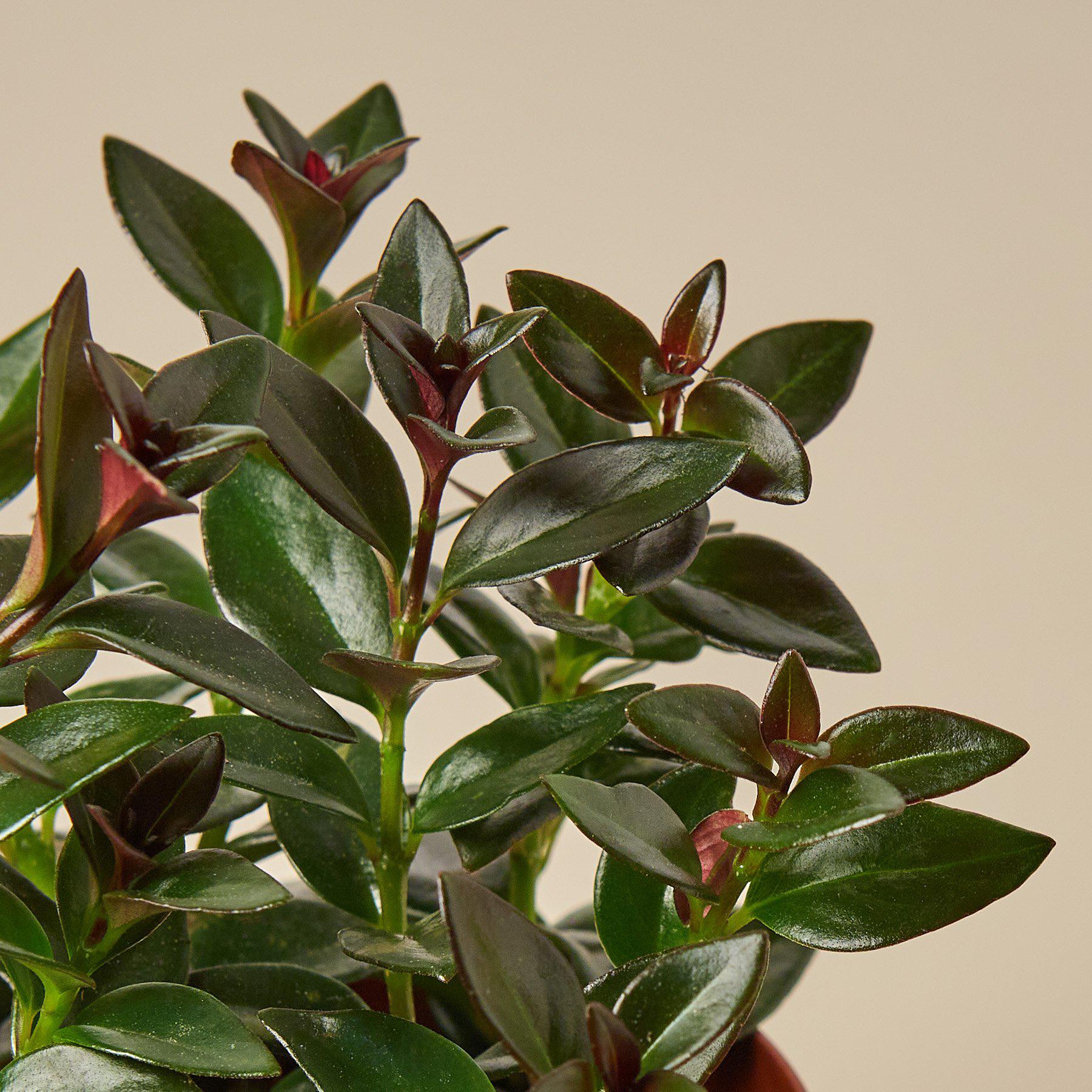 Nematanthus Black Goldfish Plant-Indoor Plants-The Succulent Source