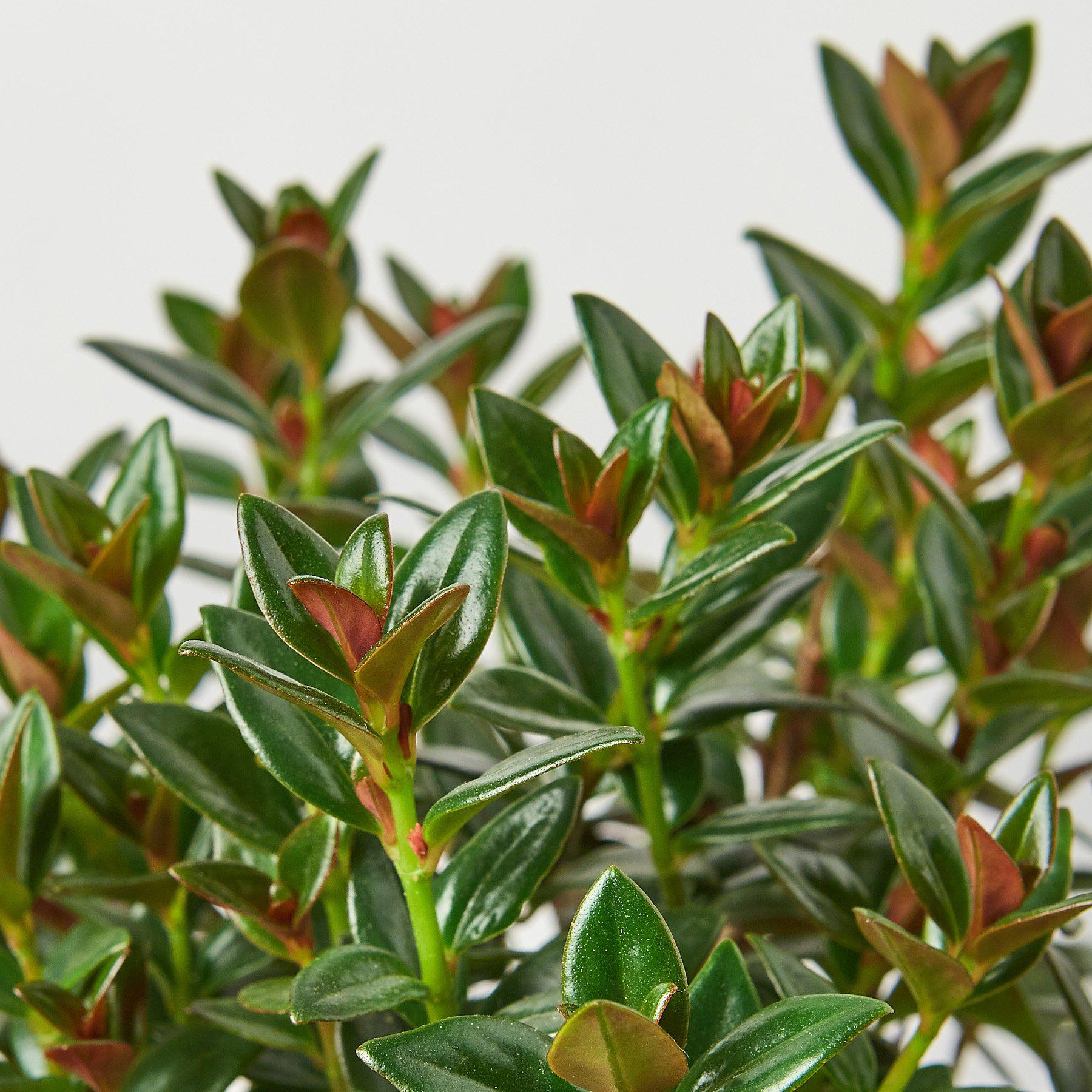 Nematanthus Black Goldfish Plant-Indoor Plants-The Succulent Source