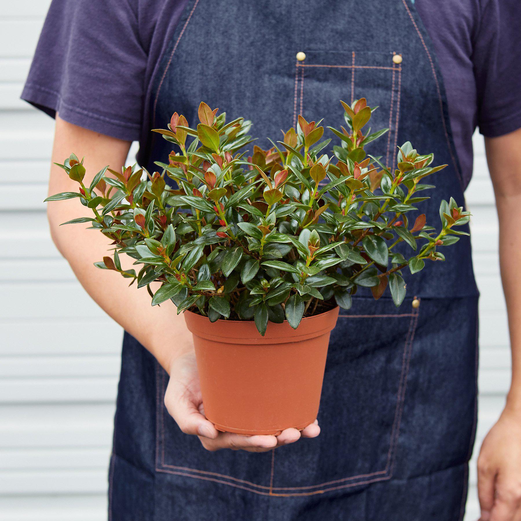 Nematanthus Black Goldfish Plant-Indoor Plants-The Succulent Source