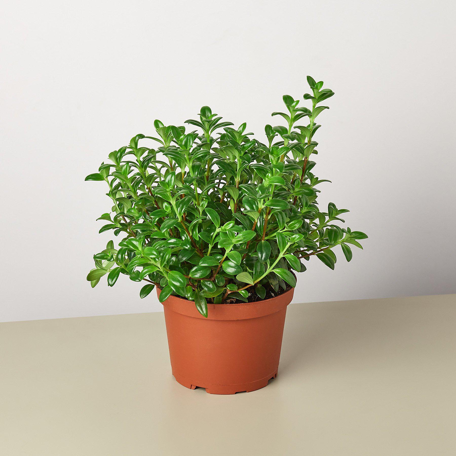 Nematanthus Candy Corn Plant 'Brazilian Firecracker'-Indoor Plants-The Succulent Source