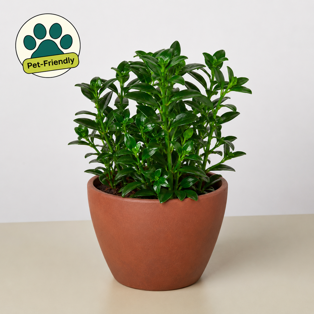 Nematanthus Candy Corn Plant 'Brazilian Firecracker'-Indoor Plants-The Succulent Source