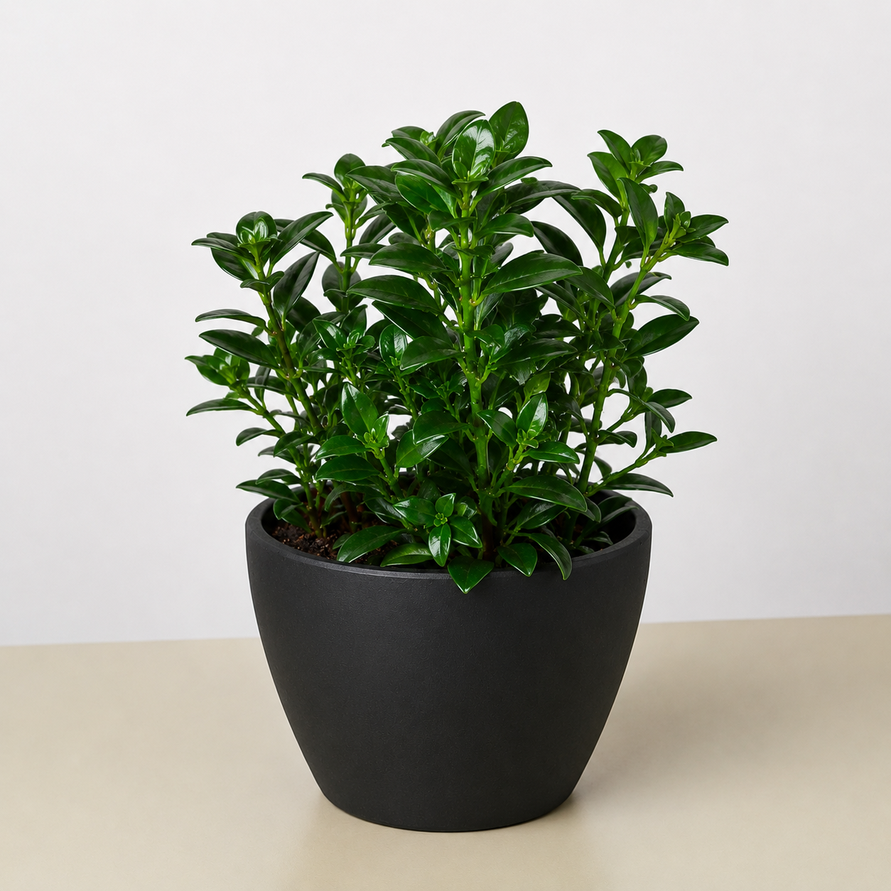 Nematanthus Candy Corn Plant 'Brazilian Firecracker'-Indoor Plants-The Succulent Source