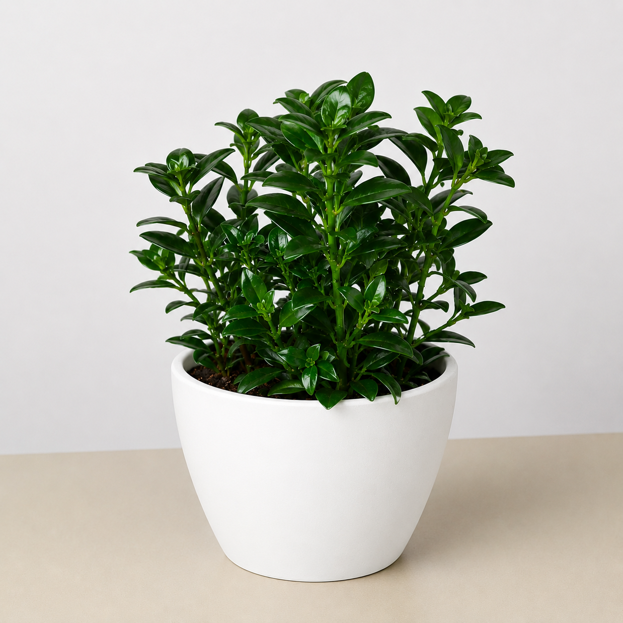 Nematanthus Candy Corn Plant 'Brazilian Firecracker'-Indoor Plants-The Succulent Source