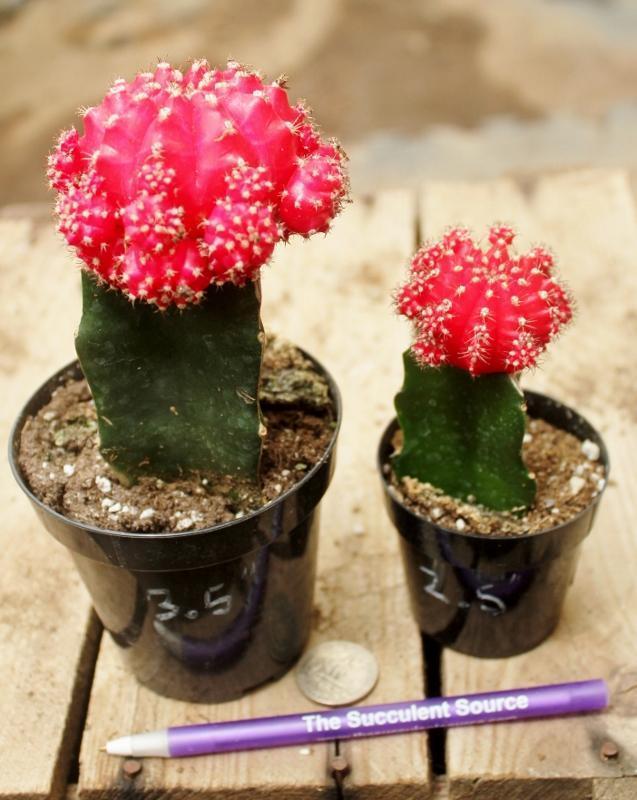 glow in the dark succulent plants 3.5" Glow Cactus for Wedding Favors Sale