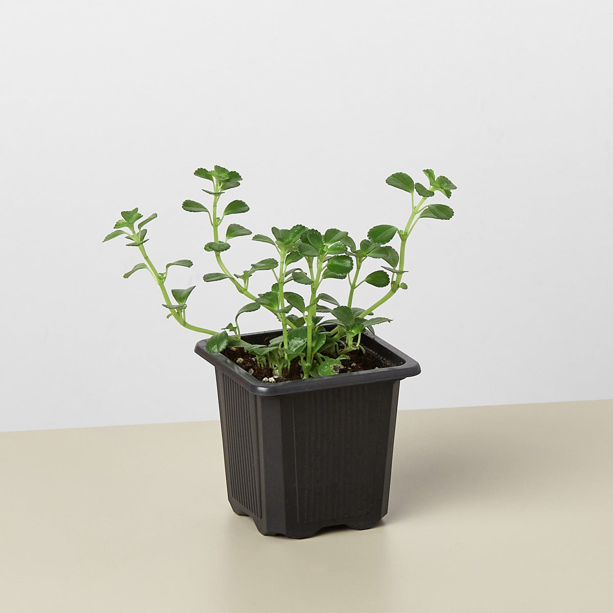 Nettle 'Baby's Tear'-Indoor Plants-The Succulent Source