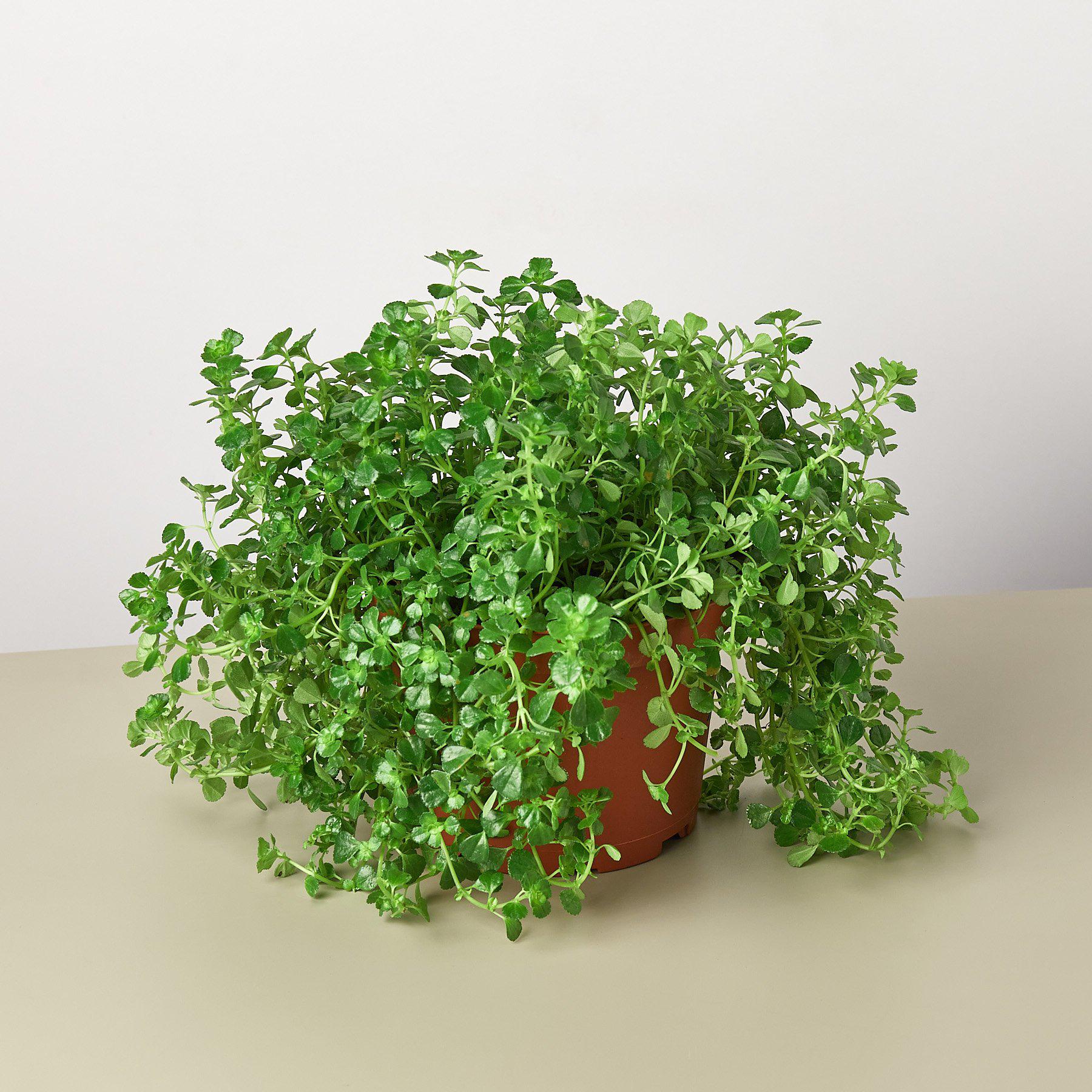 Nettle 'Baby's Tear'-Indoor Plants-The Succulent Source