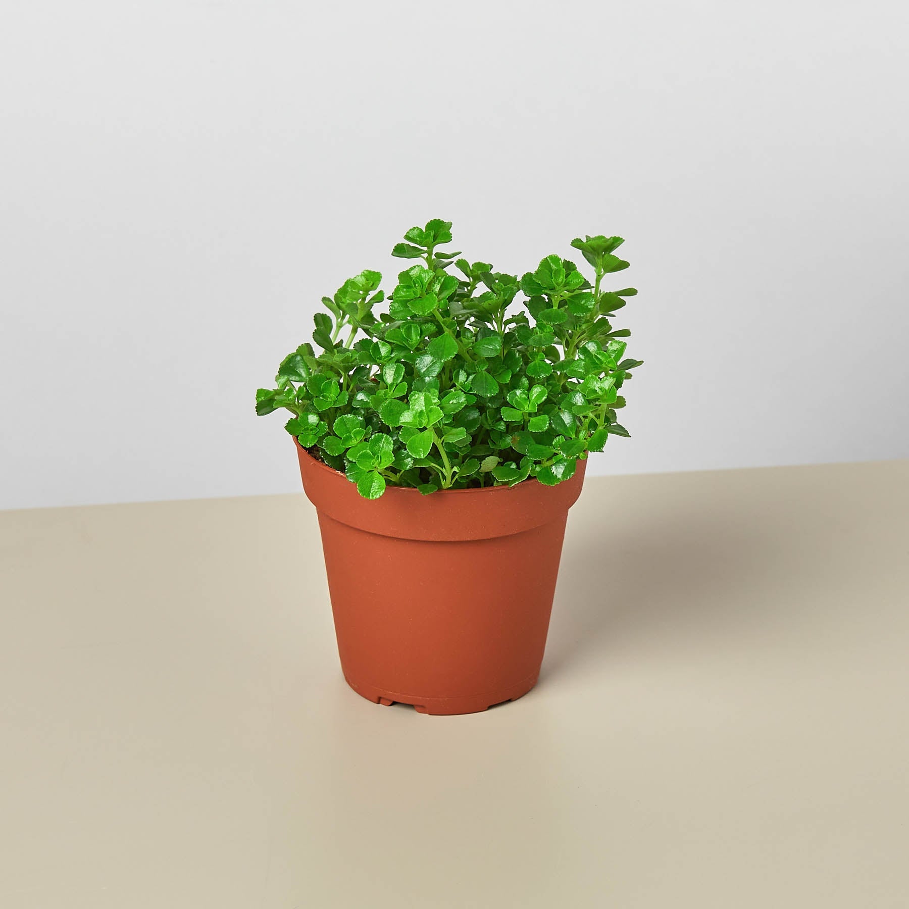 Nettle 'Baby's Tear'-Indoor Plants-The Succulent Source