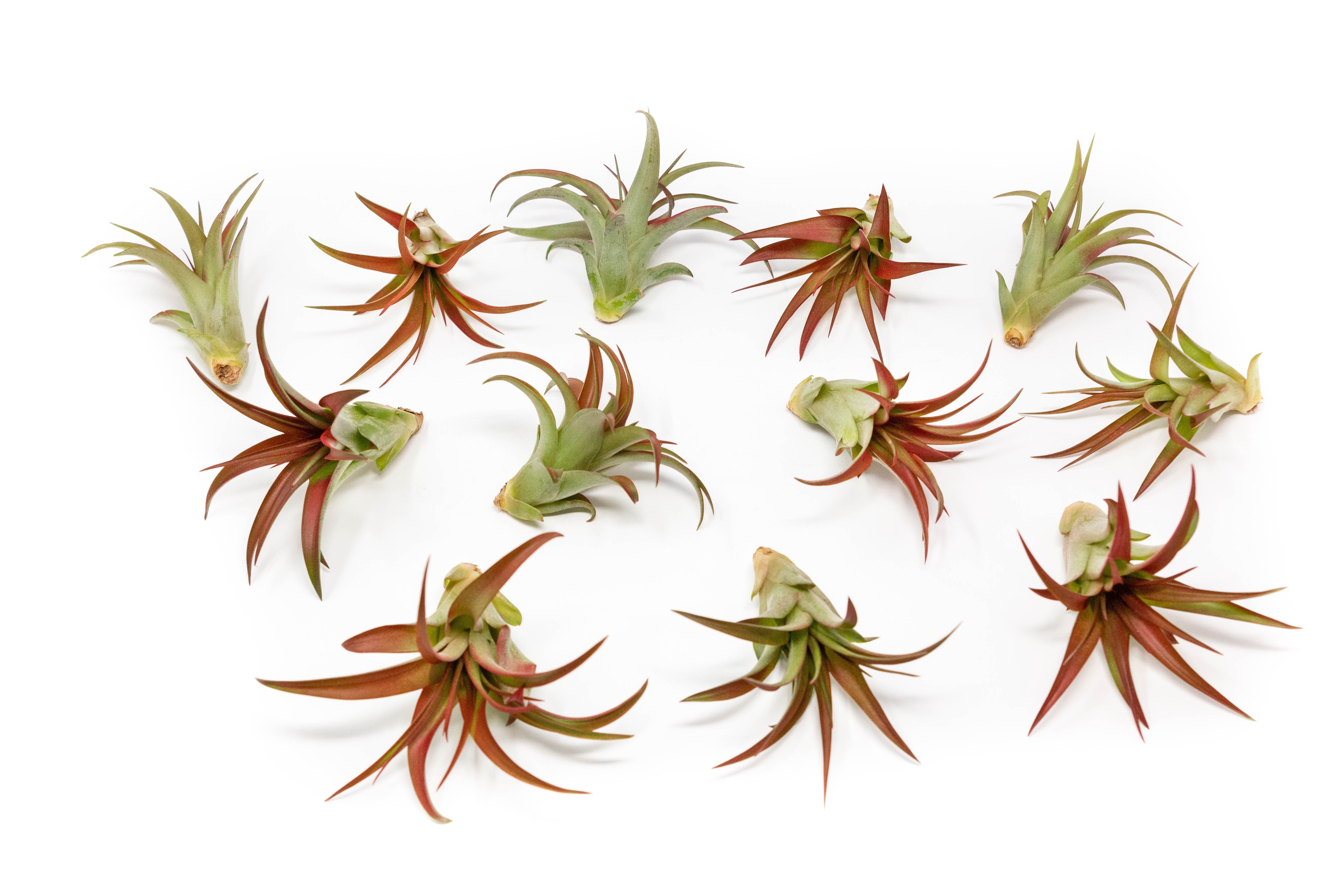 Now in Blush - Tillandsia Red Abdita Air Plants-airplant-The Succulent Source