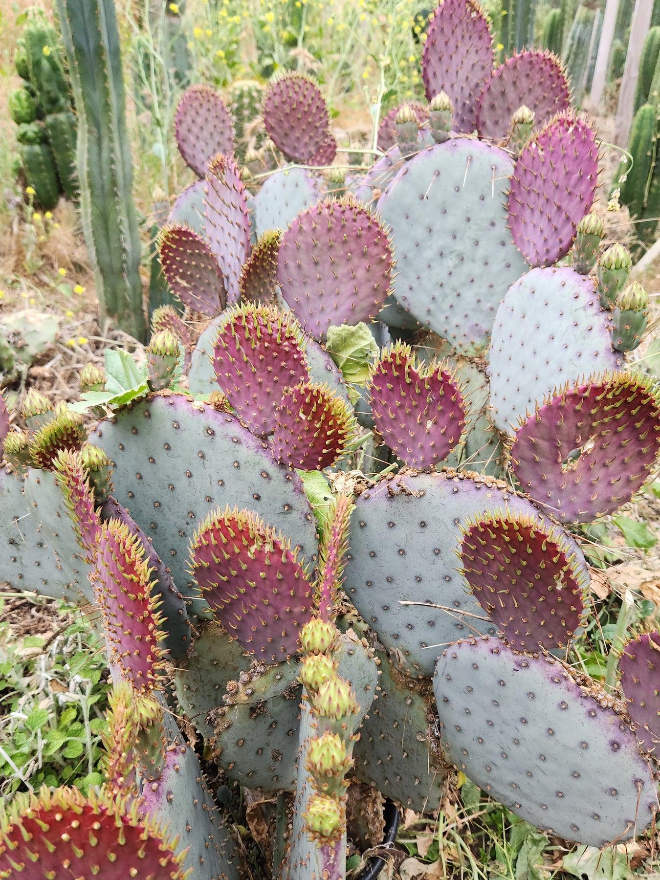 Nala ナラ Cactus all in one Opuntia Varieties aka Nopales Ornamental Cuttings - Wedding