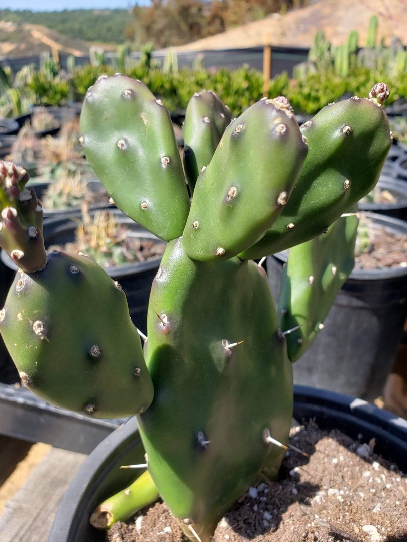 nopales prickly pear cactus Opuntia Varieties aka Nopales Ornamental Cuttings 5 small pads of Fat Fingers