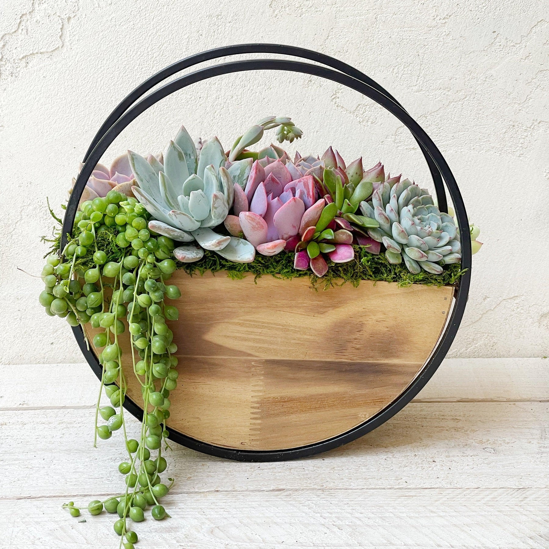 Succulent Arrangement - Oriana Succulent Table or Wall Planter