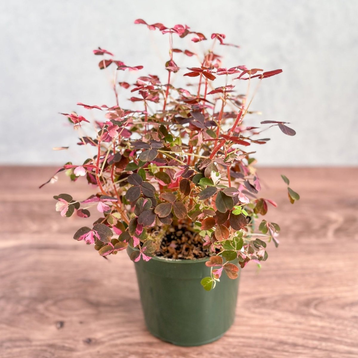 Oxalis bicolor - Candy Cane Shamrock-Potted Houseplants-The Succulent Source