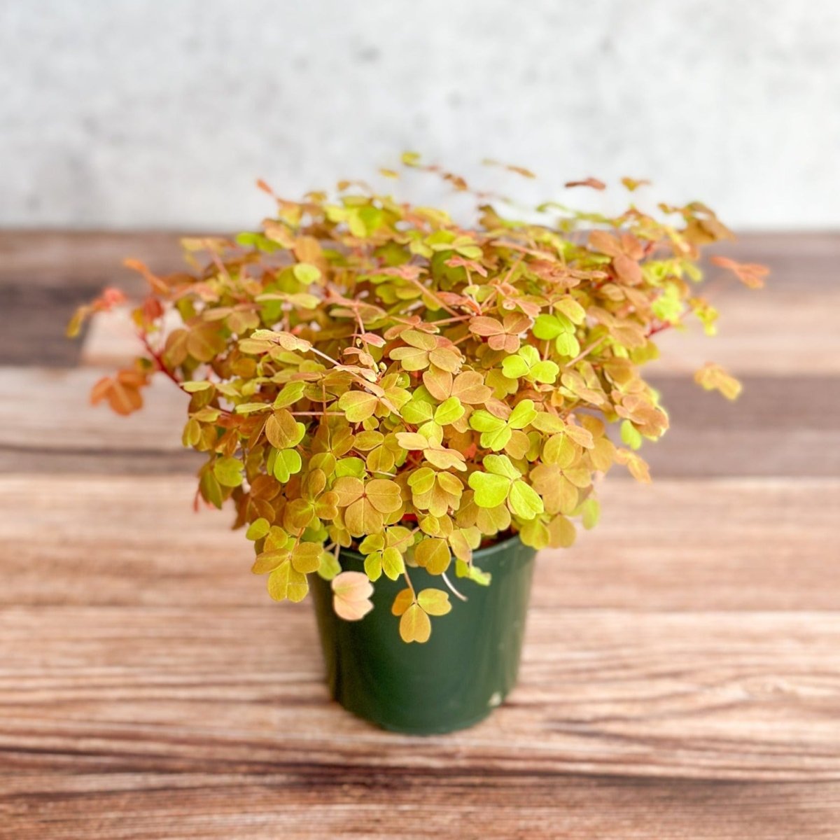 Oxalis spiralis aurea / Gold Oxalis-Potted Houseplants-The Succulent Source