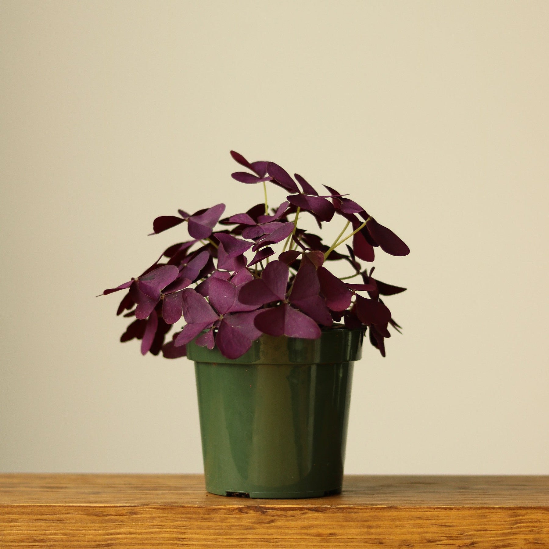 Oxalis triangularis Purple Shamrock / False Shamrock-Potted Houseplants-The Succulent Source