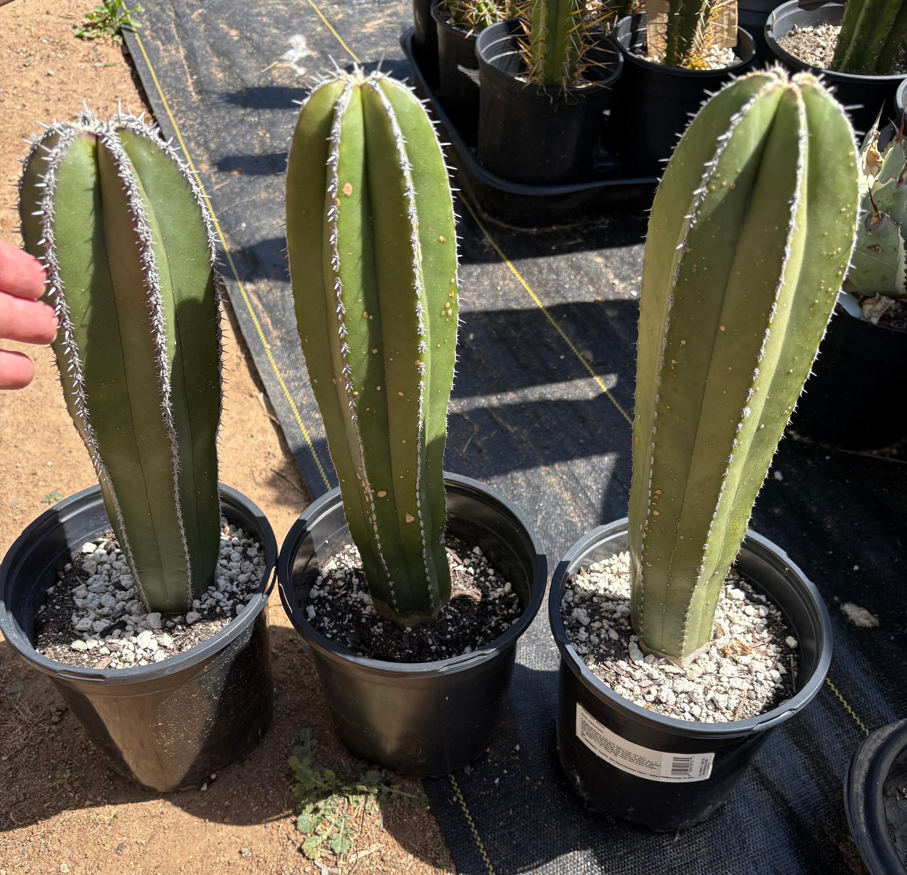 Pachycerus Marginatus Mexican Fence Post Cactus Potted and Cuttings-Cactus - Large - Exact-The Succulent Source