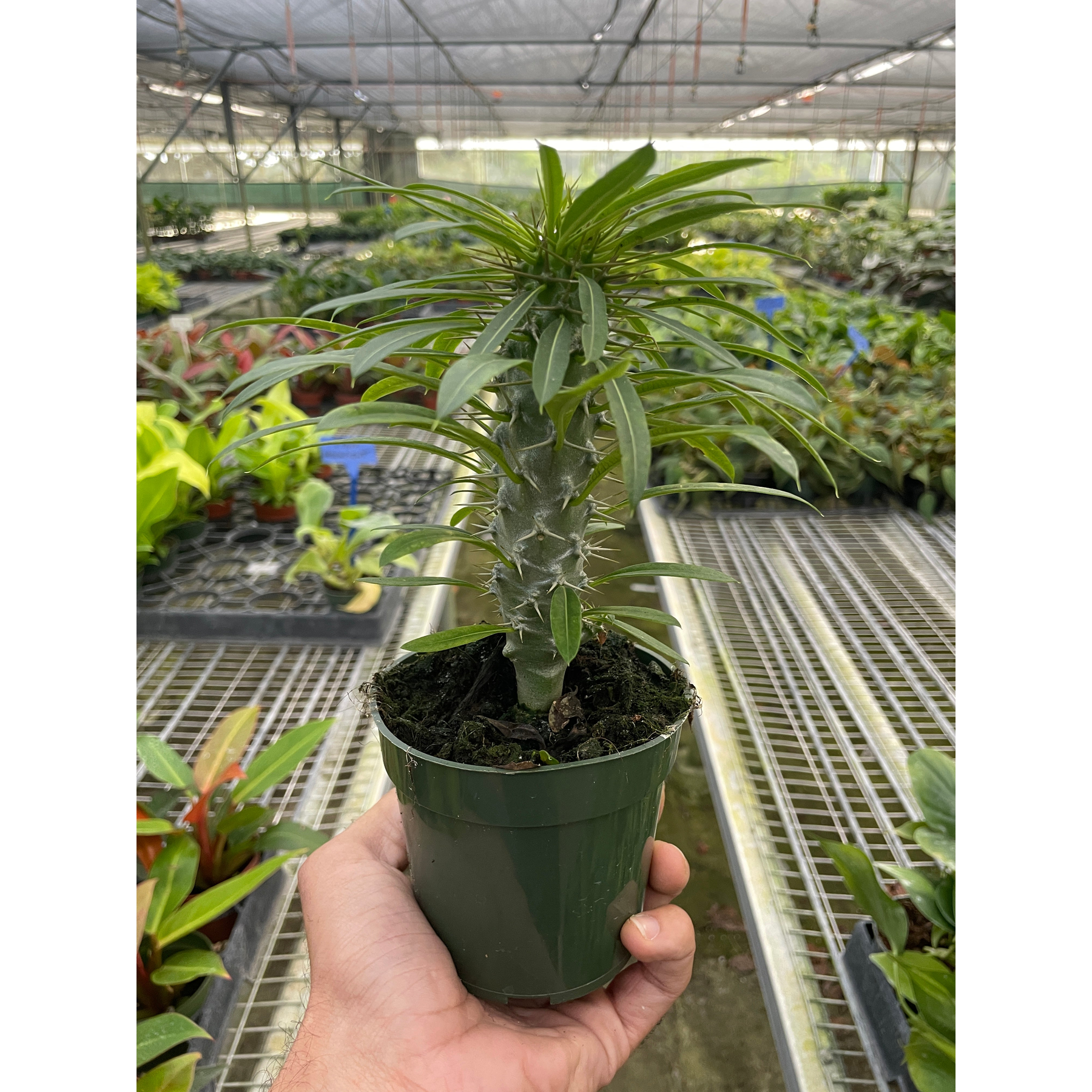 Pachypodium 'lamerei' (Madagascar Palm)-Indoor Plants-The Succulent Source