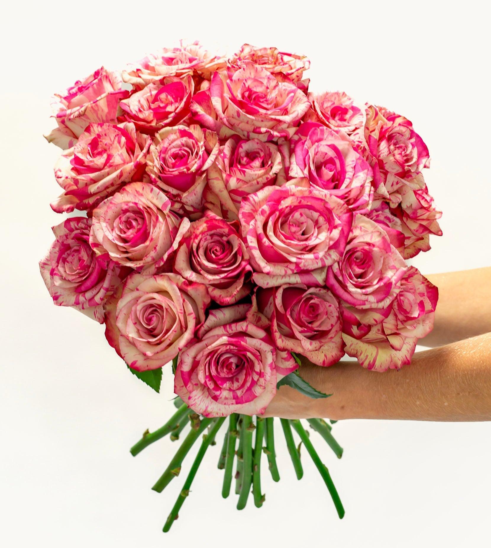 Painted Petal Roses-The Succulent Source