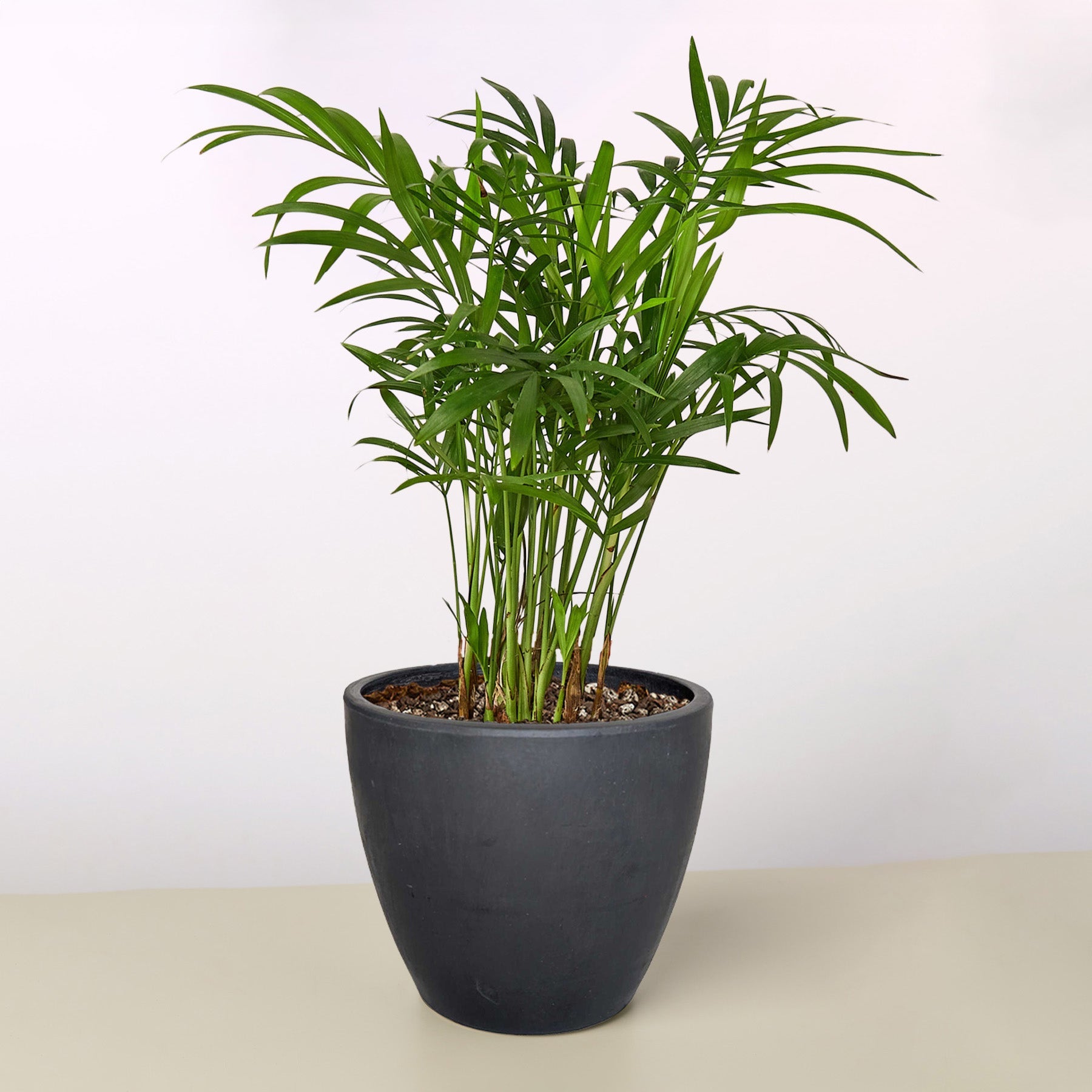 Parlor Palm-Indoor Plants-The Succulent Source
