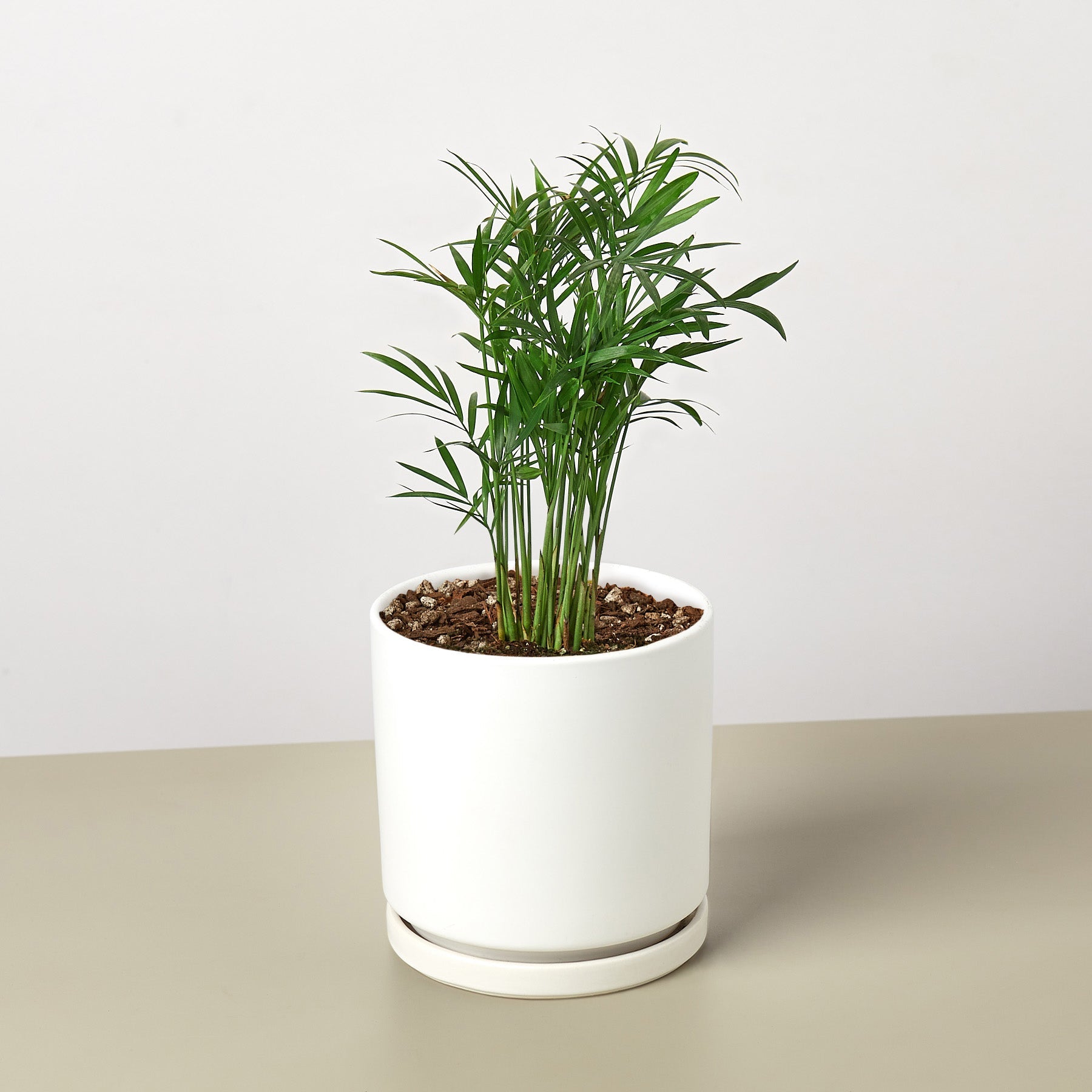 Parlor Palm-Indoor Plants-The Succulent Source