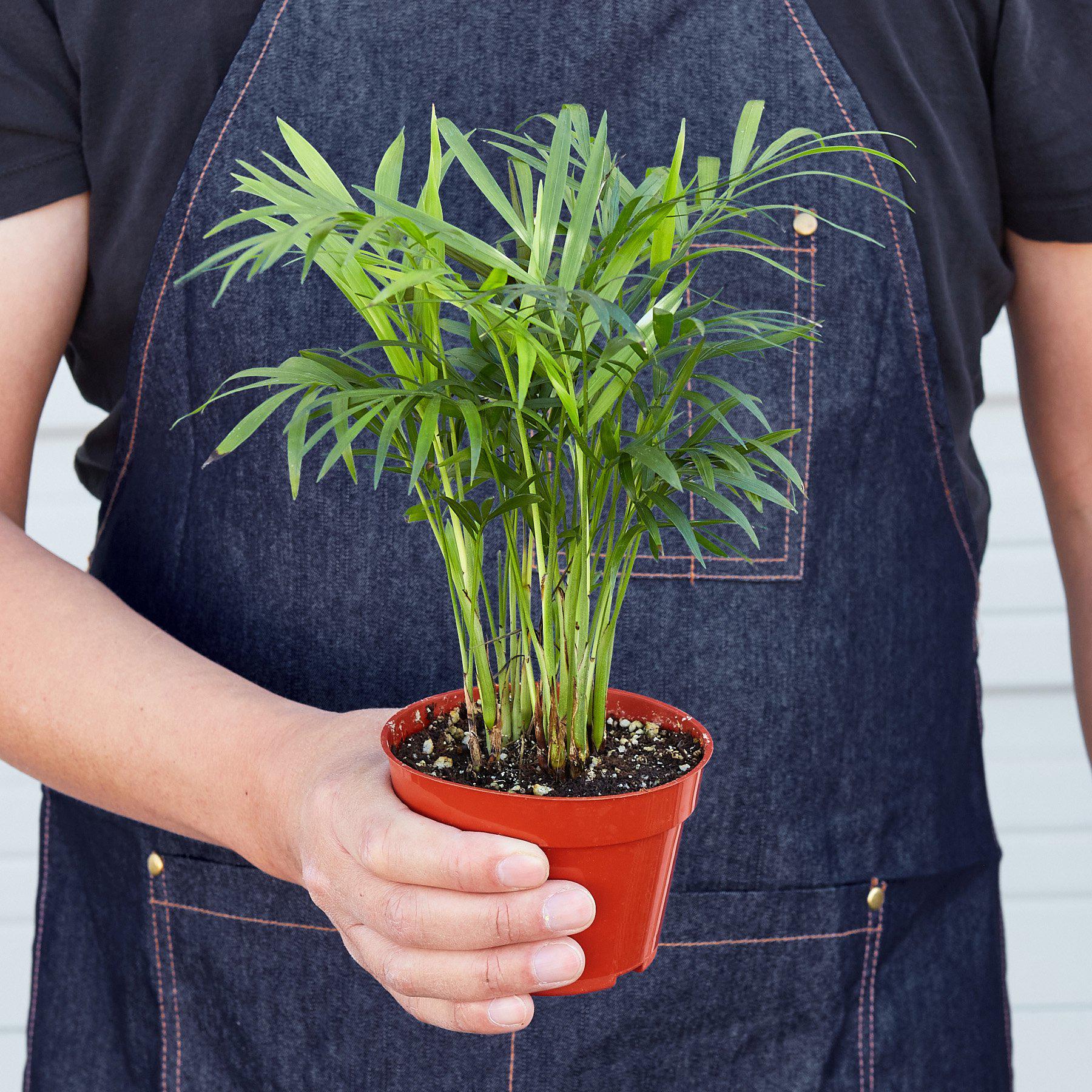 Parlor Palm-Indoor Plants-The Succulent Source