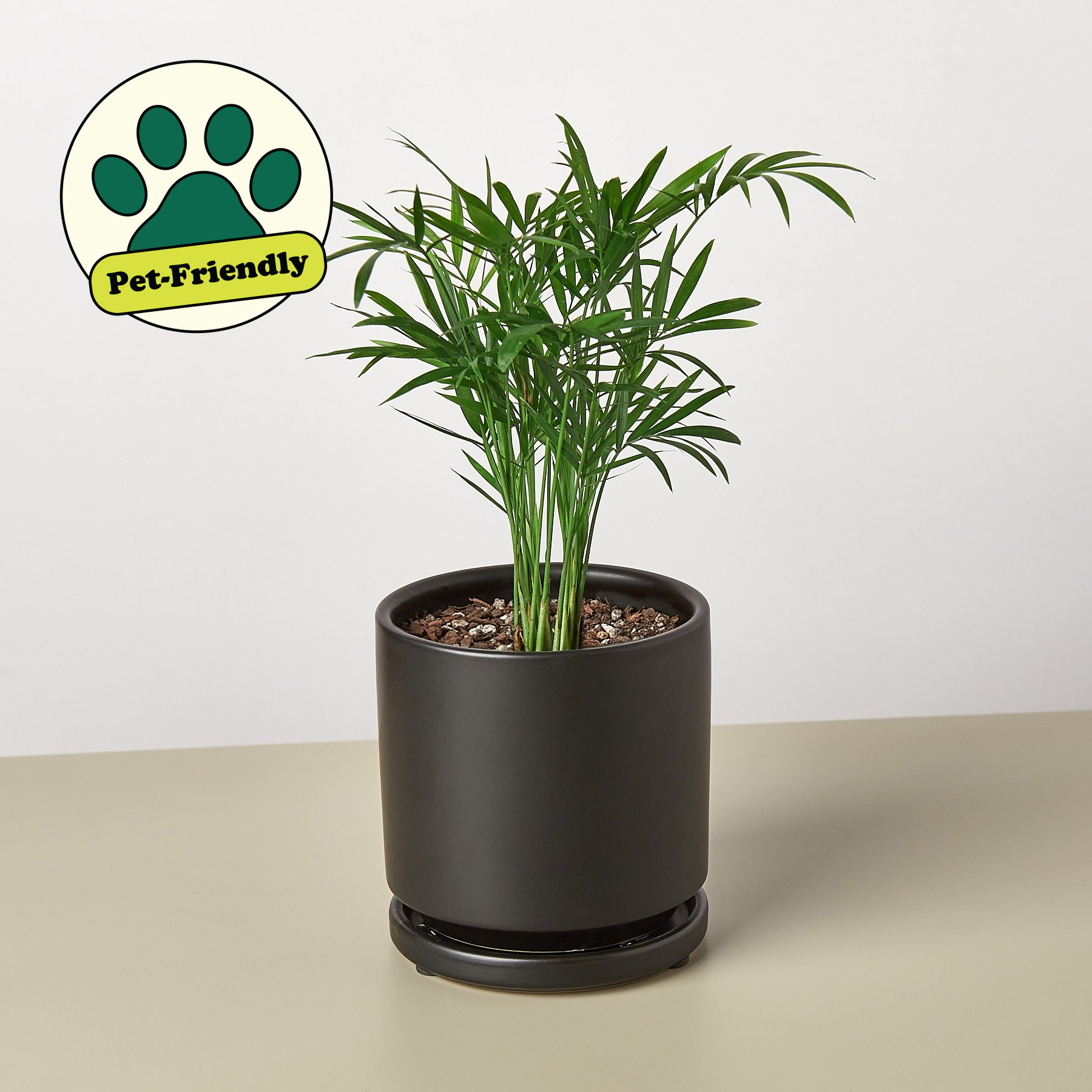 Parlor Palm-Indoor Plants-The Succulent Source