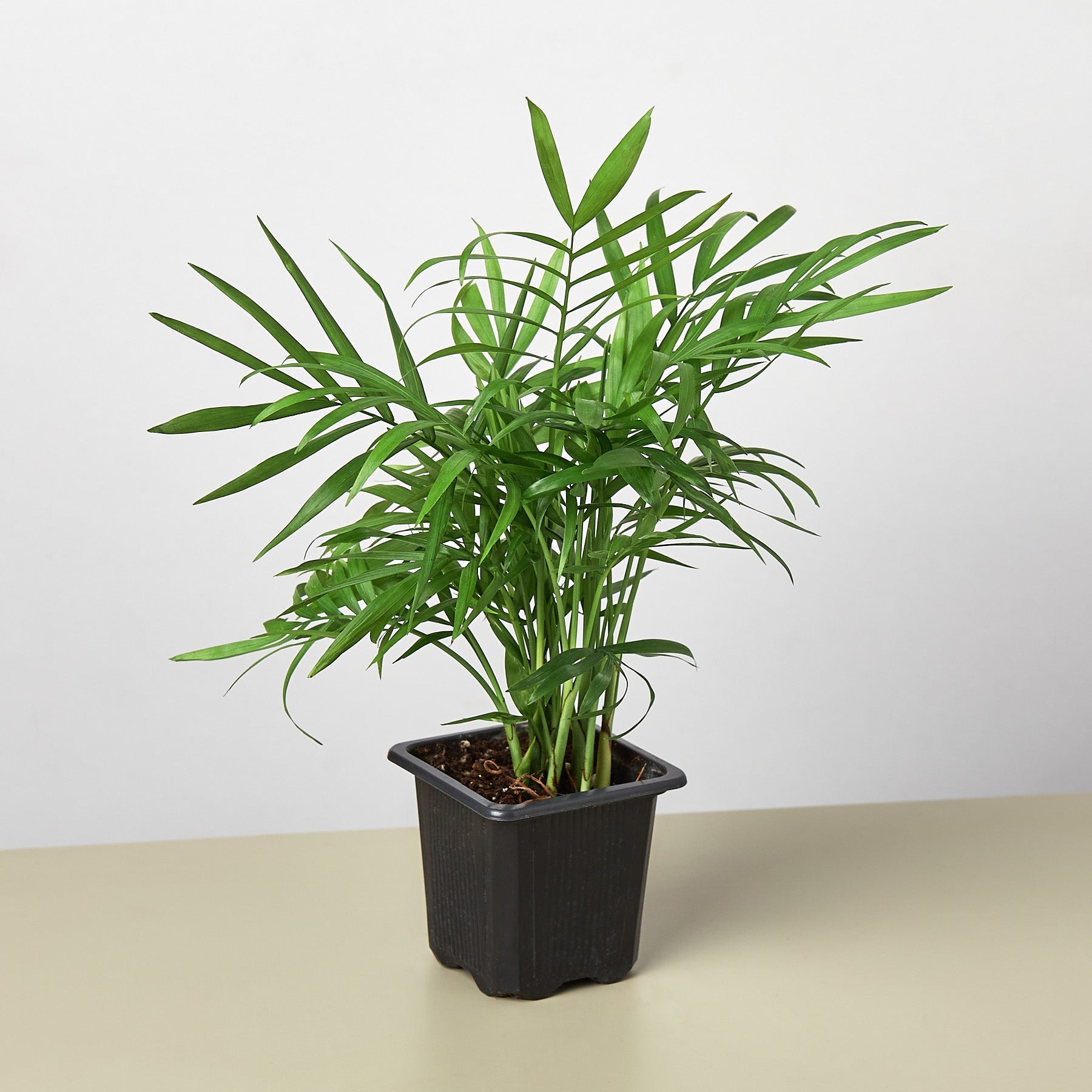 Parlor Palm-Indoor Plants-The Succulent Source