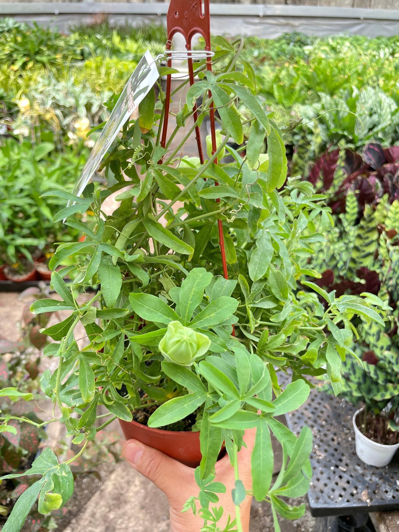 Passion Flower (Maracuya, Granadilla)-Indoor Plants-The Succulent Source