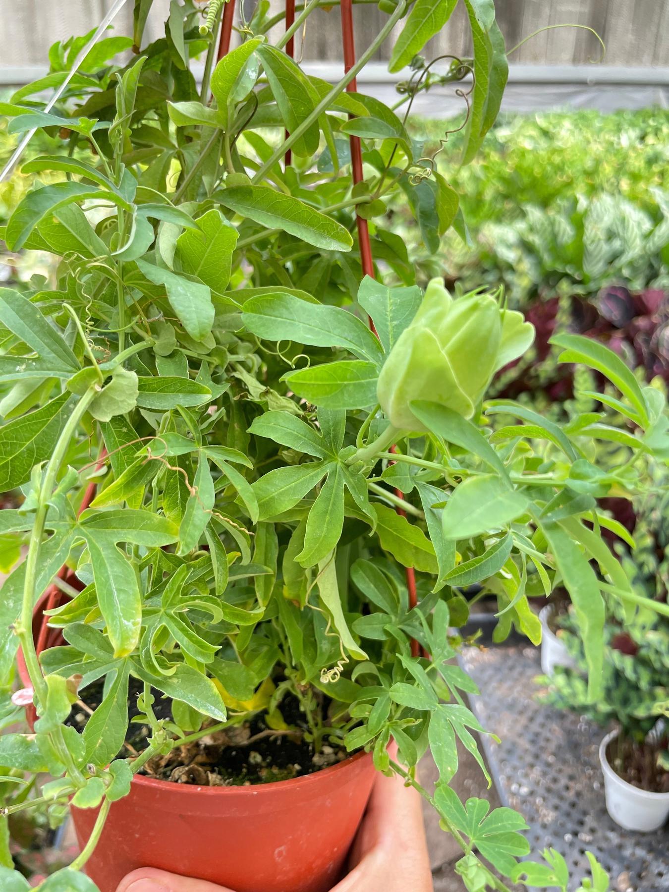 Passion Flower (Maracuya, Granadilla)-Indoor Plants-The Succulent Source