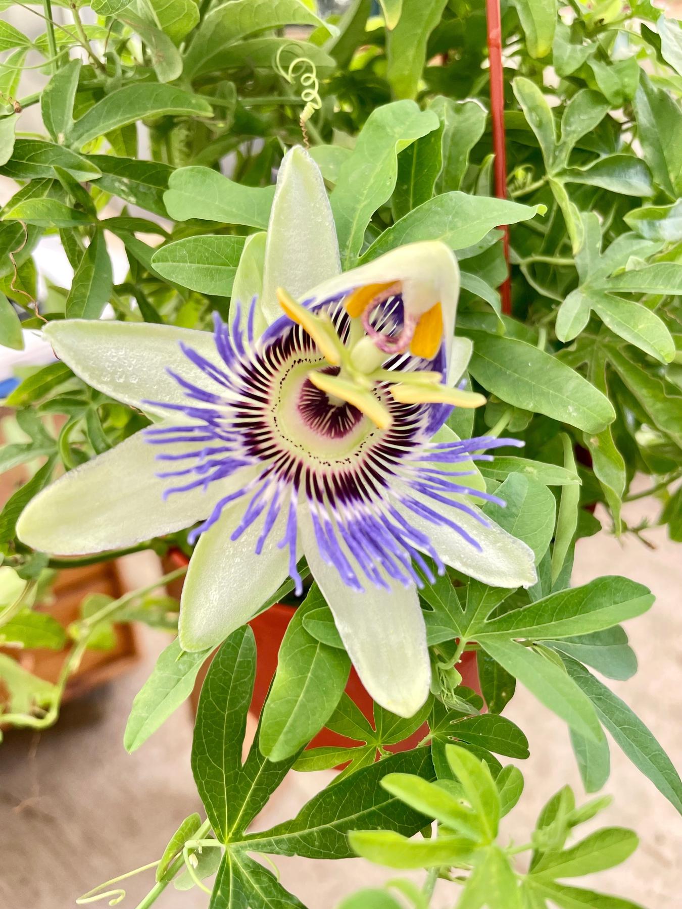 Passion Flower (Maracuya, Granadilla)-Indoor Plants-The Succulent Source