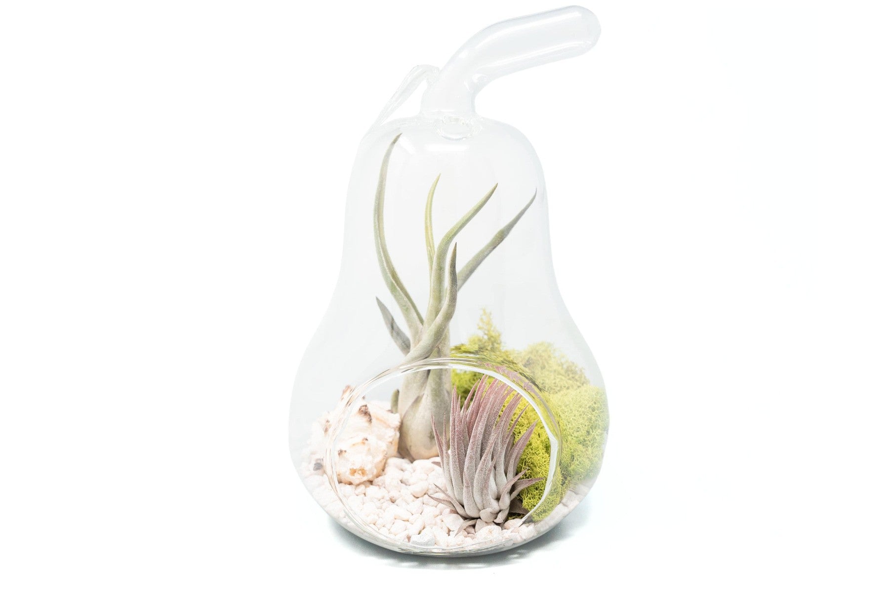 Pear Terrarium with Pebble Kit and Tillandsia Air Plants-gift-The Succulent Source