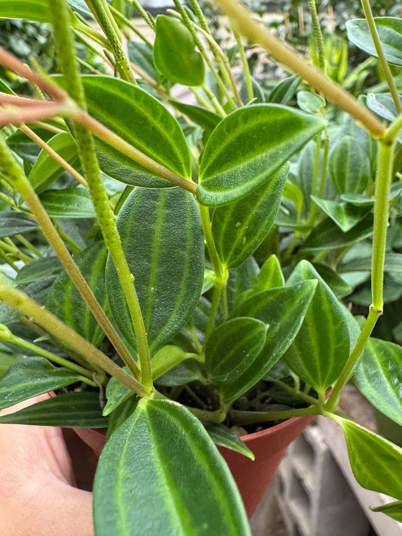 Peperomia 'Angulata'-4" Plant-The Succulent Source