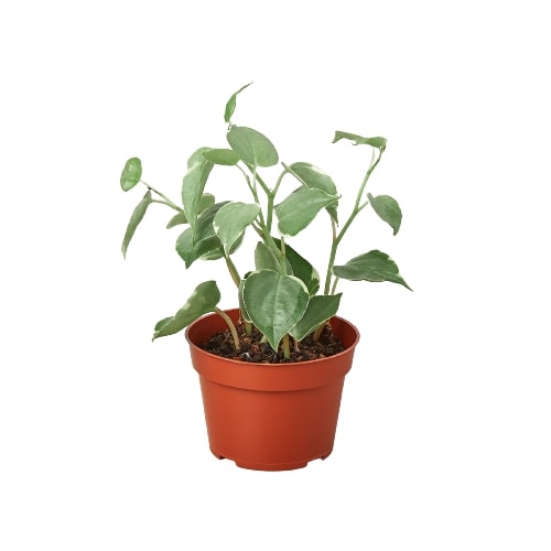 Peperomia 'Cupid'-Indoor Plants-The Succulent Source