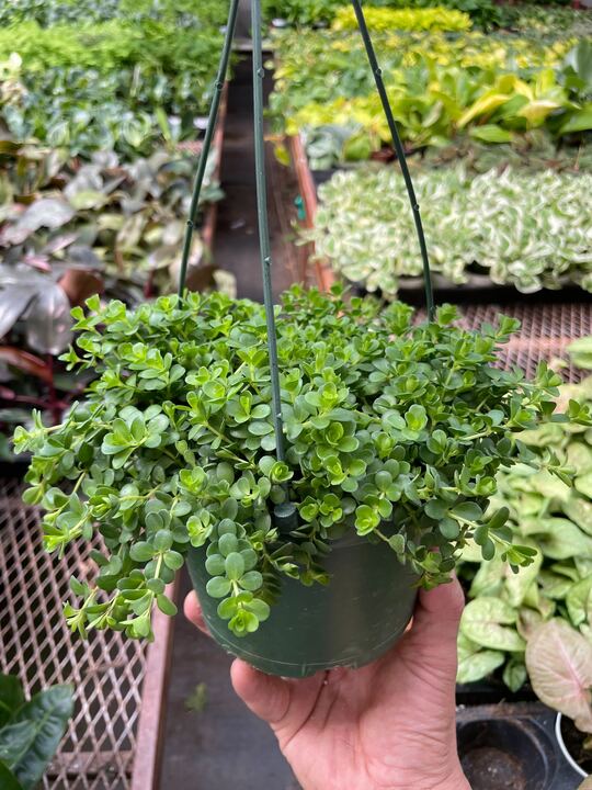 Peperomia Deppeana-Indoor Plants-The Succulent Source