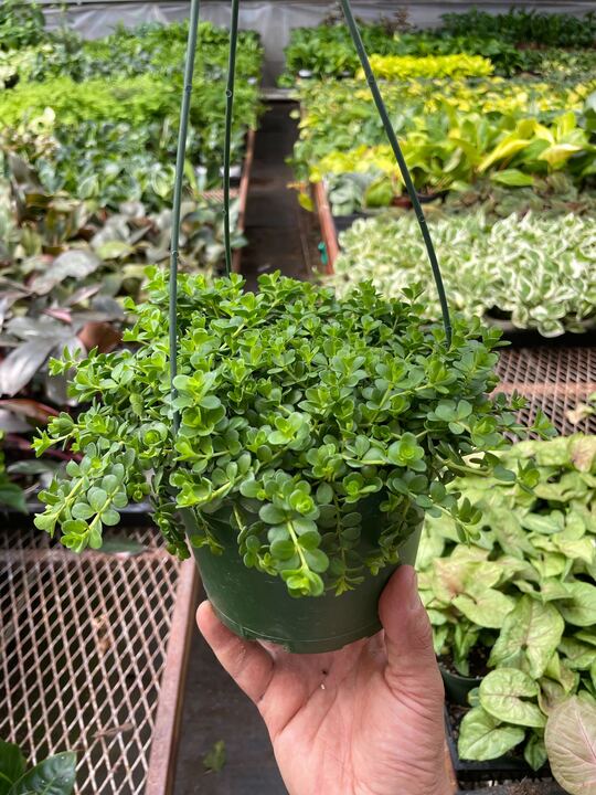 Peperomia Deppeana-Indoor Plants-The Succulent Source