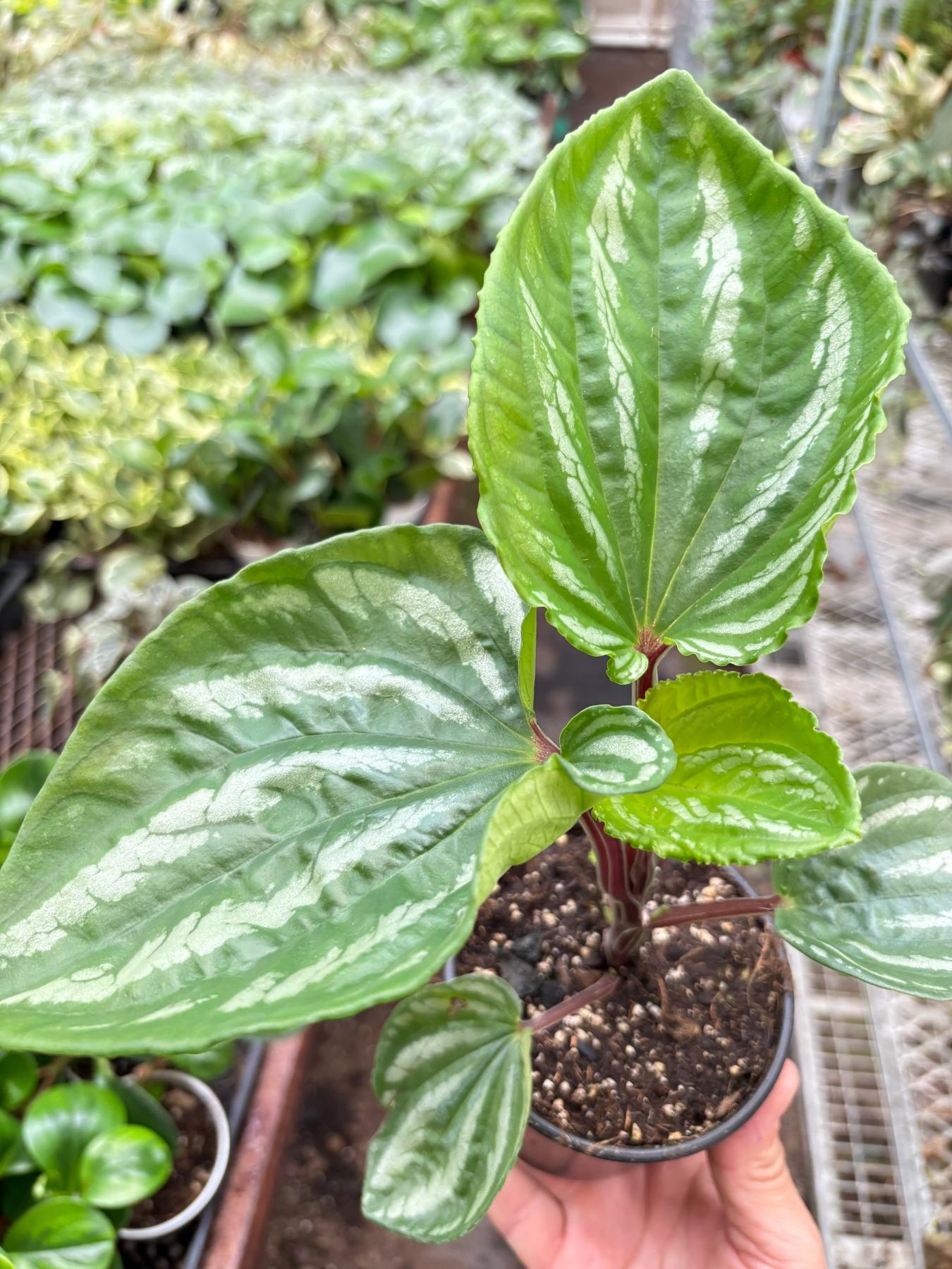 Peperomia Ecuador-Indoor Plants-The Succulent Source