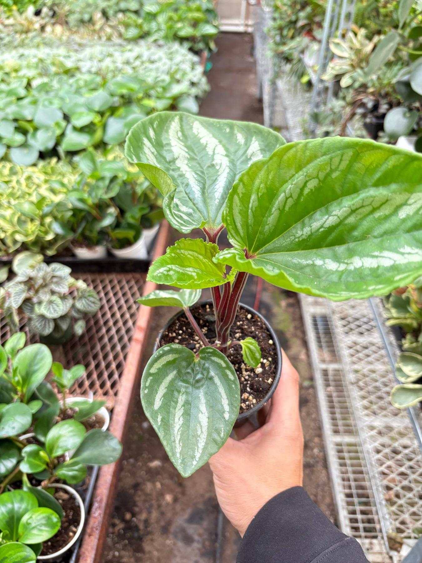 Peperomia Ecuador-Indoor Plants-The Succulent Source