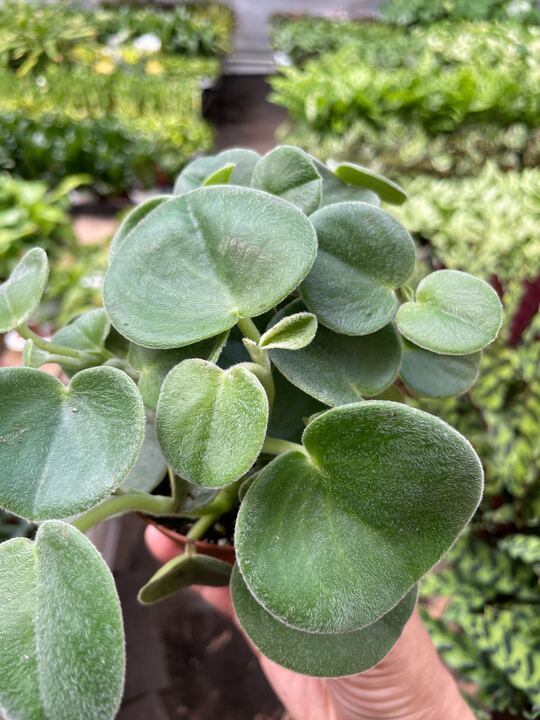 Peperomia 'Felted'-Indoor Plants-The Succulent Source