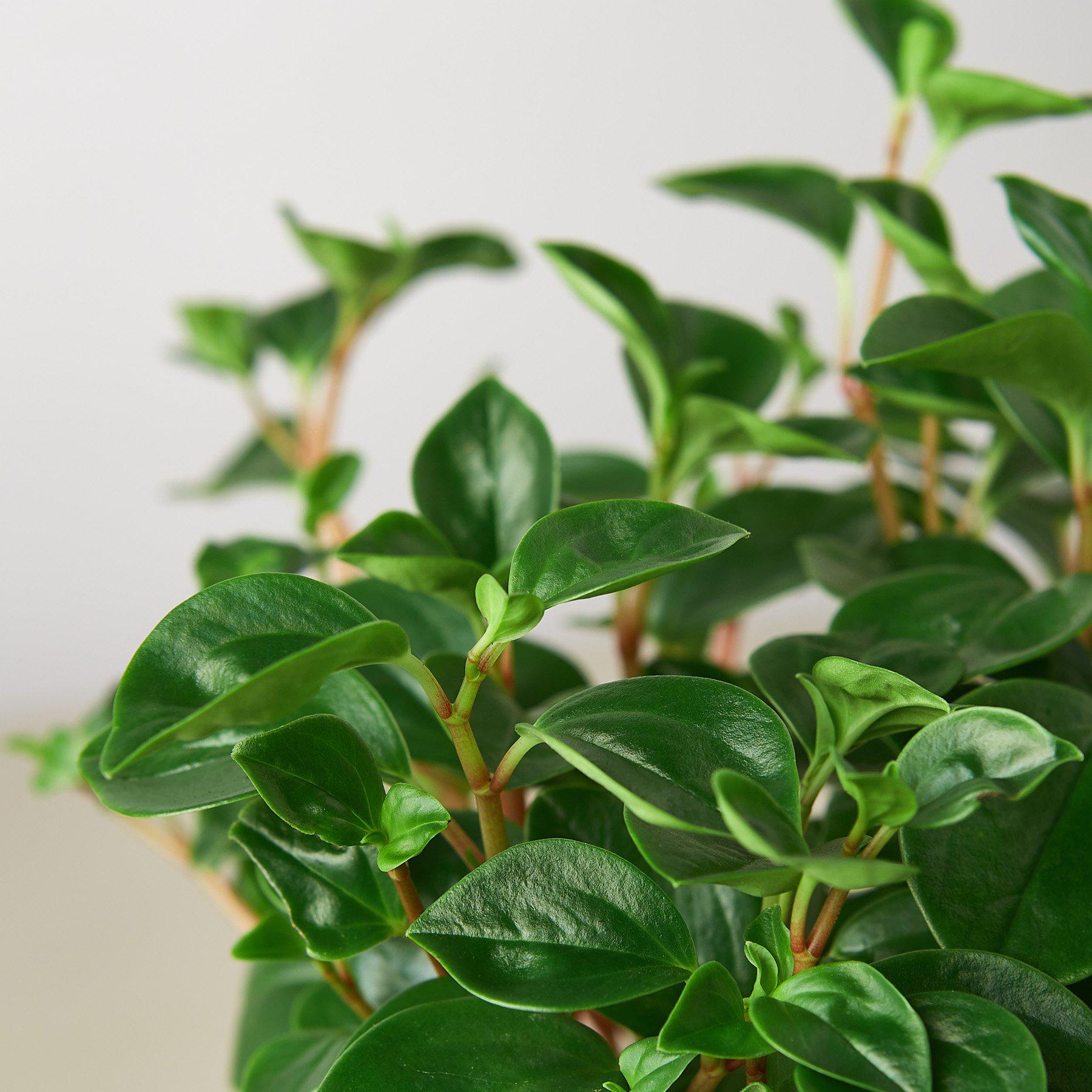 Peperomia 'Glabella'-Indoor Plants-The Succulent Source