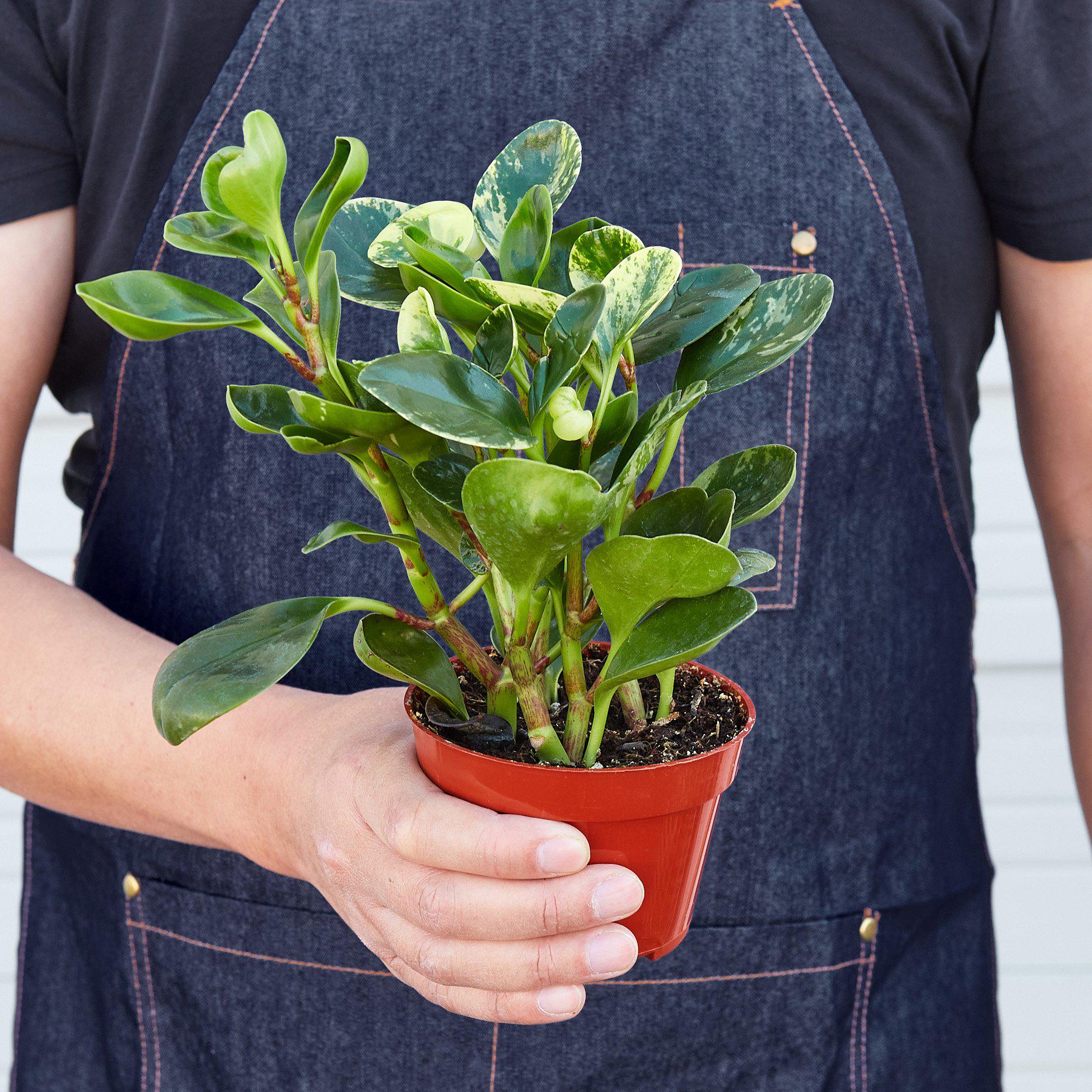 Peperomia 'Marble'-Indoor Plants-The Succulent Source