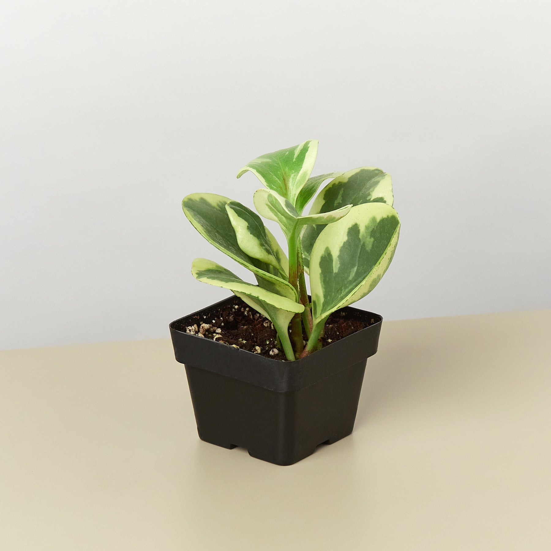 Peperomia 'Marble'-Indoor Plants-The Succulent Source