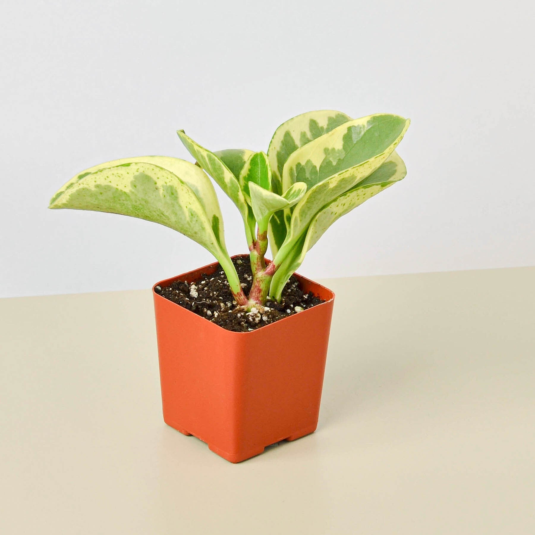 Peperomia 'Marble'-Indoor Plants-The Succulent Source