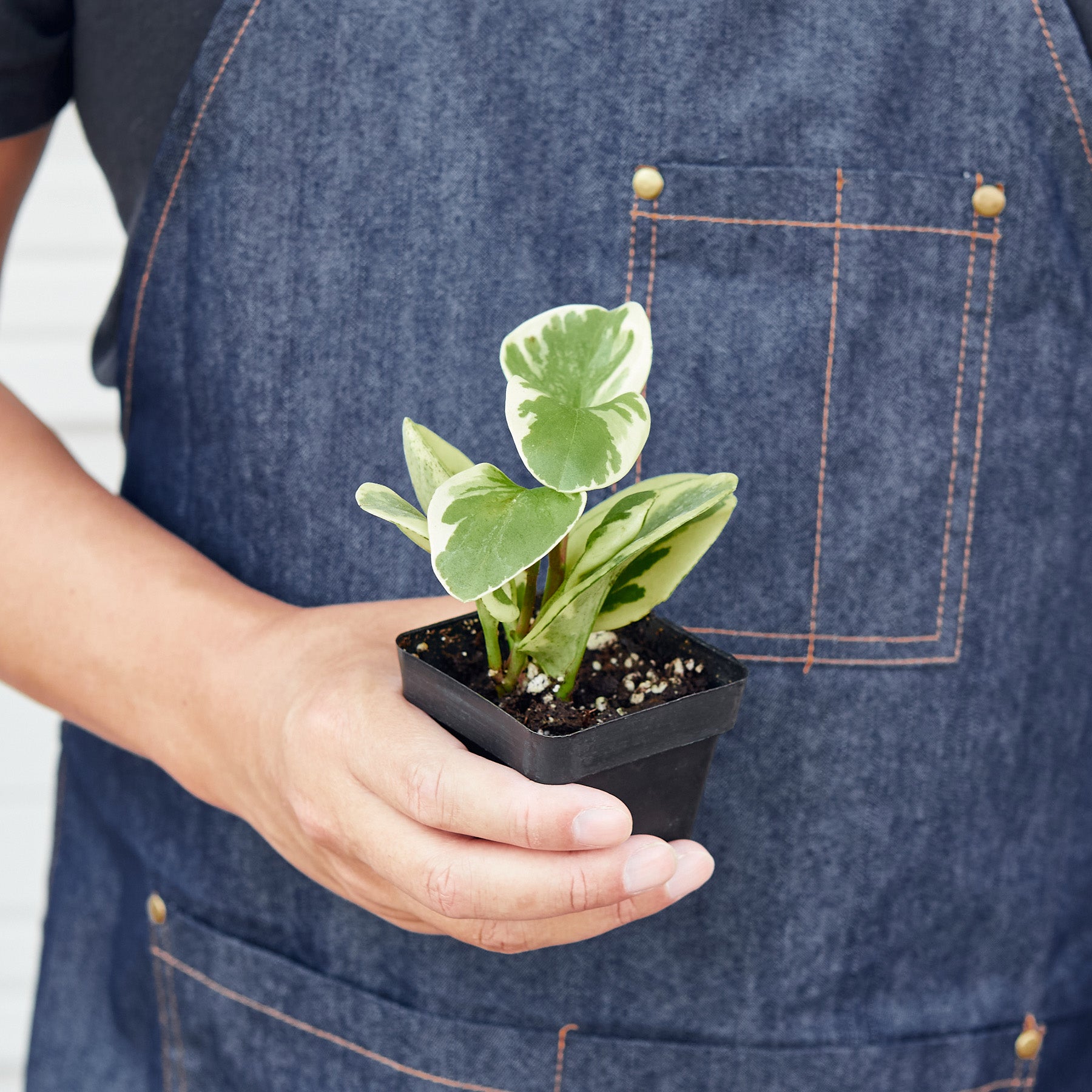 Peperomia 'Marble'-Indoor Plants-The Succulent Source