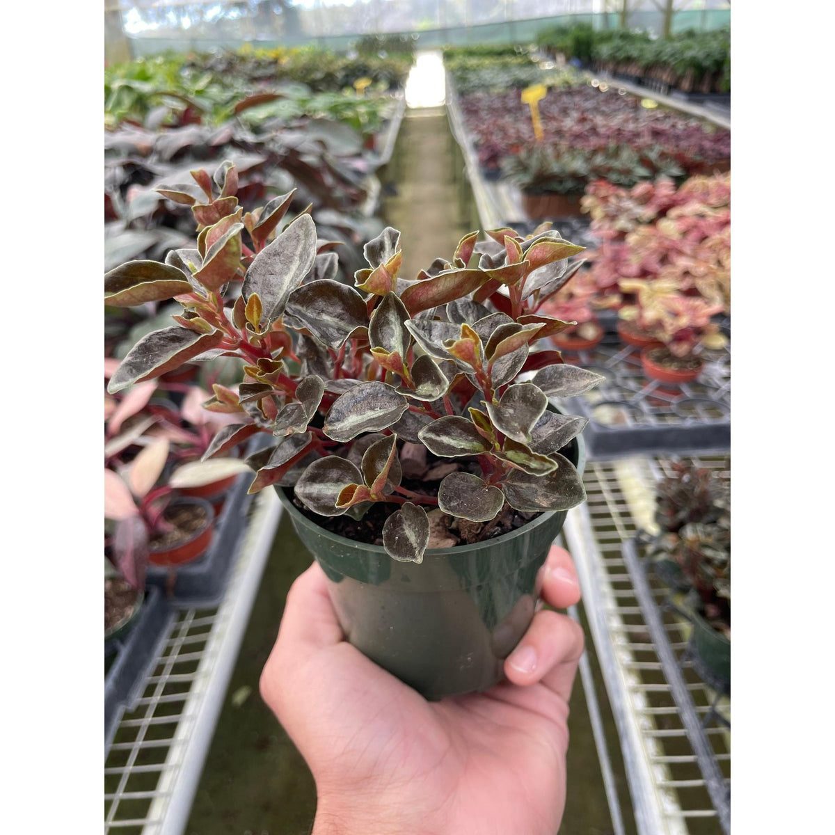 Peperomia 'Metallica'-Indoor Plants-The Succulent Source