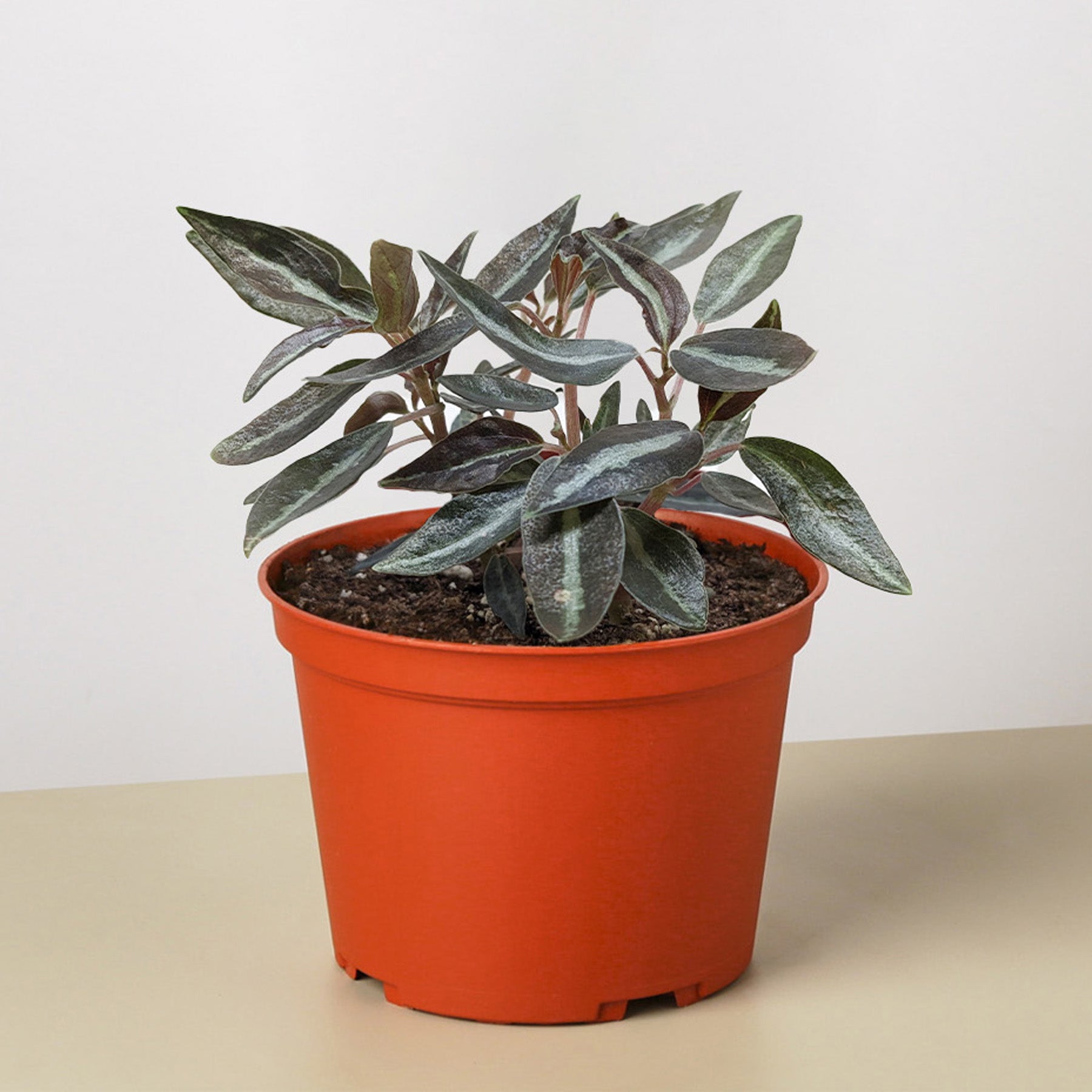 Peperomia 'Metallica'-Indoor Plants-The Succulent Source